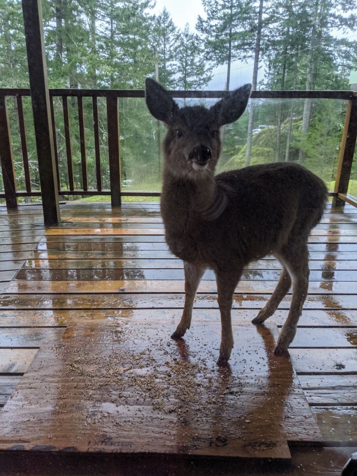 Friendly deer on Quadra Island — wildlife you will see while riding